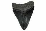 Serrated, Fossil Megalodon Tooth - South Carolina #332218-1